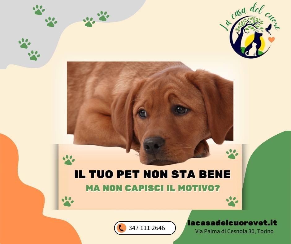 Gonfiore e infiammazione nel tuo pet: come aiutalo in modo naturale